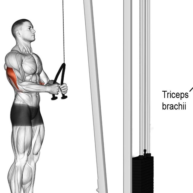 Rope Tricep Extension by Heath Nimke Exercise Howto Skimble