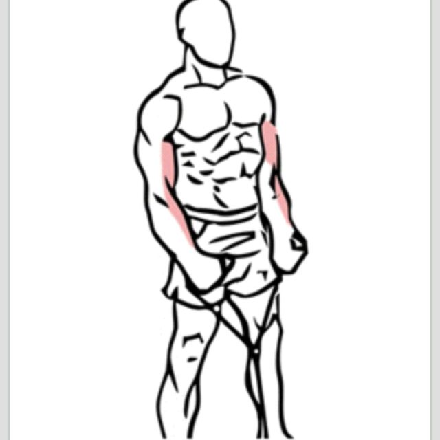 Cable Hammer Curl by Titanshores _ Exercise Howto Skimble