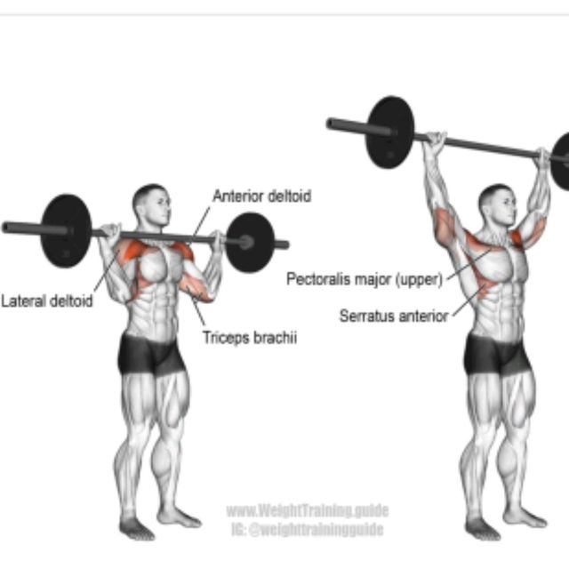 Barbell Overhead Press. by 𝔻𝕖𝕤𝕖𝕣𝕥 𝔽𝕠𝕩🦊 🌟 Exercise Howto Skimble