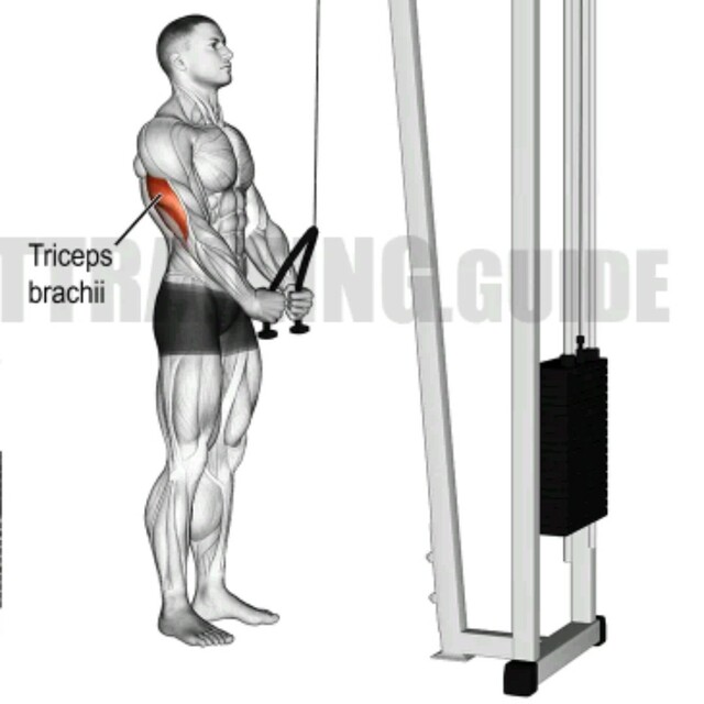 Rope Tricep Extensions by Andrew Spear - Exercise How-to - Skimble